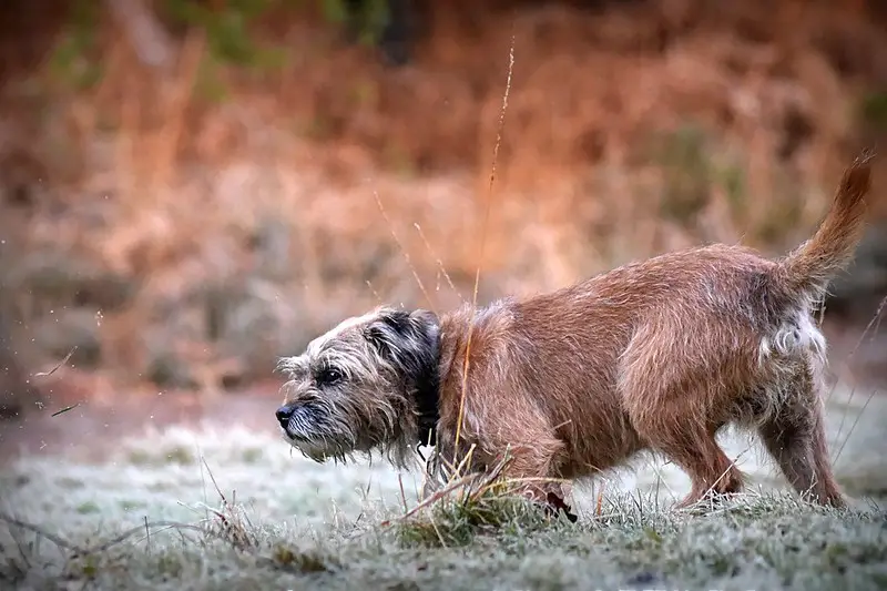 border-terrier-hond